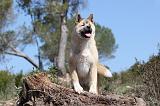 AKITA AMERICAIN 052